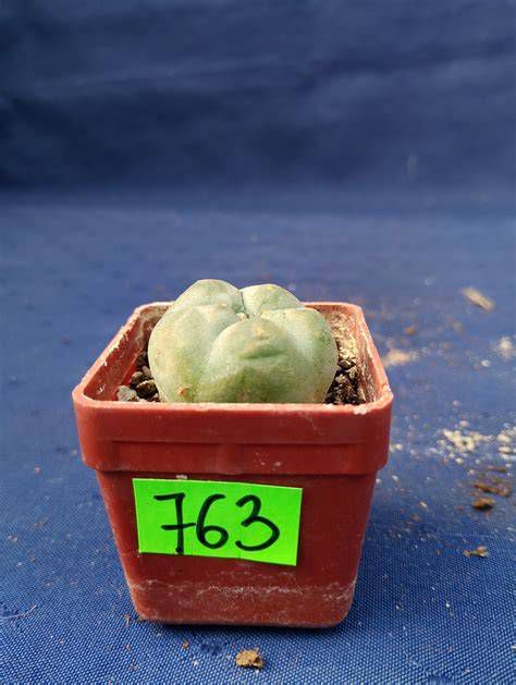 A Peyote kaktusz szertartásos használata
