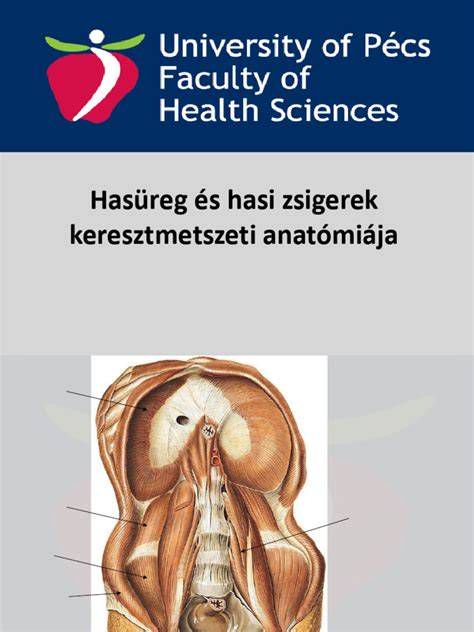 A merevtárcsás tengelykapcsoló metszeti képe