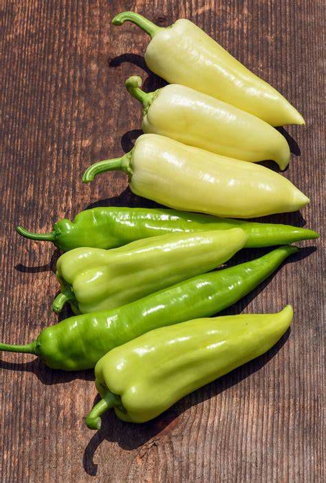 Erős paprika növény egy mezőn