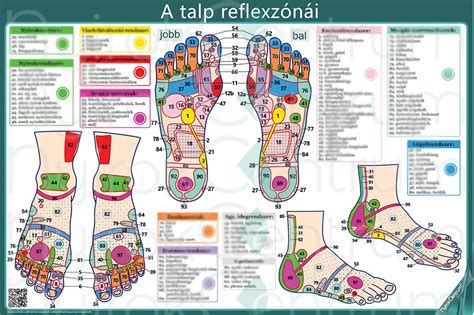 Infografika: A TRAXION® talp szerkezete és az EVA középtalp rétegei