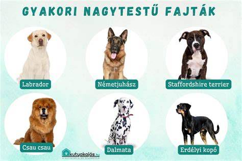 Motorolaj fajták és fontosságuk infografika