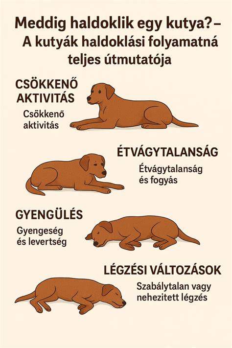 A jogosítványszerzés teljes folyamatának infografikája